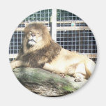 The Lion King Fridge Magnets