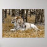 The Lion King posters
