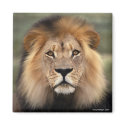 The Lion magnets