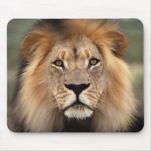 The Lion Mouse Pad Zazzle