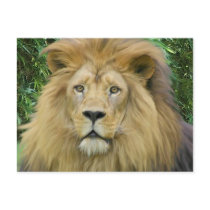 The Lion Post Card