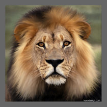 The Lion posters
