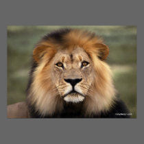 The Lion