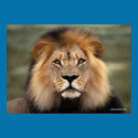 The Lion posters by ironydesignphotos The Lion posters