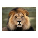 The Lion posters