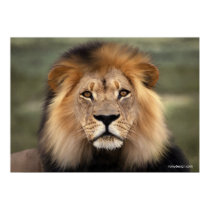 The Lion posters