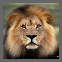 The Lion Posters