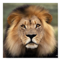 The Lion posters