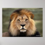 The Lion posters
