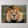 The Lion Print