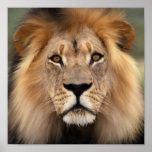 The Lion posters