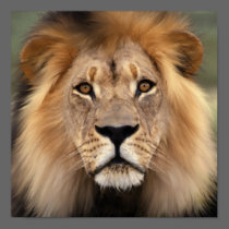 The Lion Poster