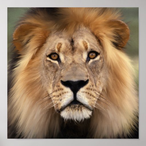 Lion Posters, Lion Prints, Art Prints, & Poster Designs Zazzle