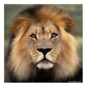 The Lion posters