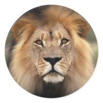 The Lion stickers by ironydesign The Lion stickers