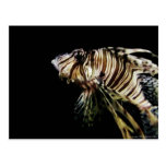 The Lionfish postcards