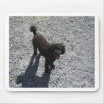 The Little Black Poodle mousepads