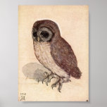 The Little Owl by Albrecht Durer Print