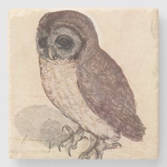 The Little Owl by Albrecht Dürer Square Stone Beverage Coaster