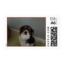 The little Rascal postage