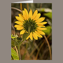 The Little Sunflower cards