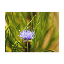 The little Things - Postcard