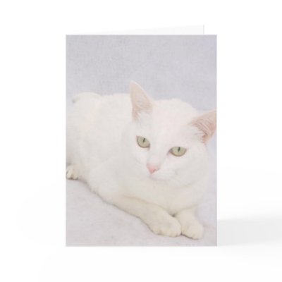 The Little White Cat cards