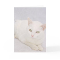 The Little White Cat cards by myrtieshuman The Little White Cat cards