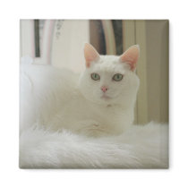 The Little White Cat magnets