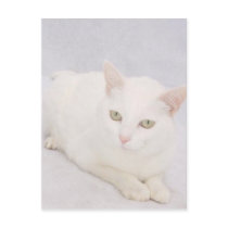 The Little White Cat postcards by myrtieshuman The Little White Cat postcards