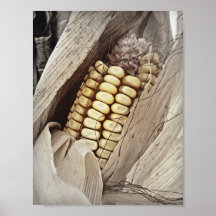 The Lone Cob | Poster