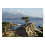 The Lone Cypress Card