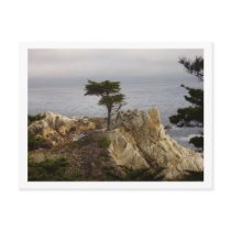 The Lone Cyprus Postcard