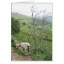 The lone sheep cards
