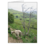 The lone sheep cards