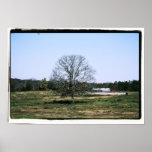 The Lone Tree Poster