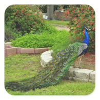 The Lovely Peacock Sticker