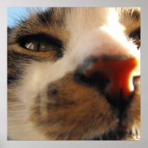 the lovliest cat in the world print