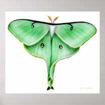 The Luna Moth Print