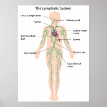 The lymphatic system labeled Poster