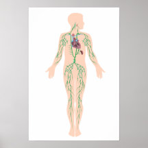 The lymphatic system  Poster