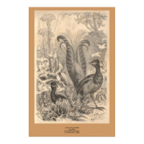 The Lyre Bird posters