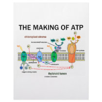 The Making Of ATP (Light-Dependent Photosynthesis) Letterhead Design