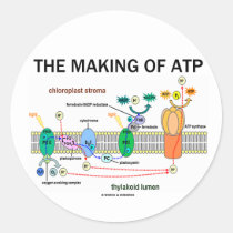 The Making Of ATP (Light-Dependent Photosynthesis) Sticker