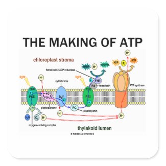 The Making Of ATP (Photosynthetic Attitude) sticker