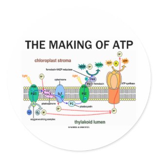 The Making Of ATP (Photosynthetic Attitude) sticker