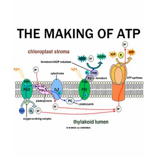 The Making Of ATP (Photosynthetic Attitude) shirt