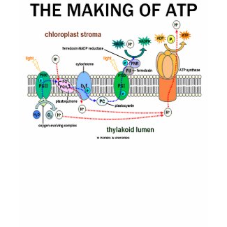 The Making Of ATP (Photosynthetic Attitude) shirt