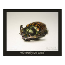 The Malaysian Devil posters