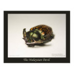 beetle, coleoptera, cheirotonus, arnaudi, west,...
